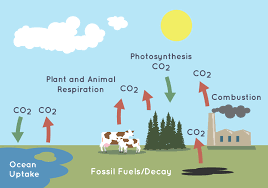 NASA/JPL-Caltech (science.nasa.gov) This illustration shows how the carbon cycle moves carbon dioxide (CO2) through Earth's atmosphere. The red arrows show sources adding CO2 to the atmosphere, and the green arrows show things that remove CO2 from the atmosphere, like plants and oceans. They are also called carbon sinks.NASA/JPL-Caltech